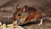 24 Hour & Emergency Exterminators in Delaplane, VA